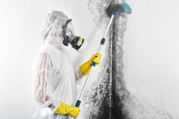 Best Real Estate Mold Inspection  in Cambridge, IL