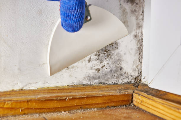 Best Mold-Related Health Consultation  in Cambridge, IL