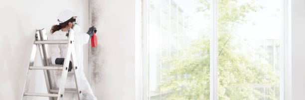Best Emergency Mold Remediation  in Cambridge, IL